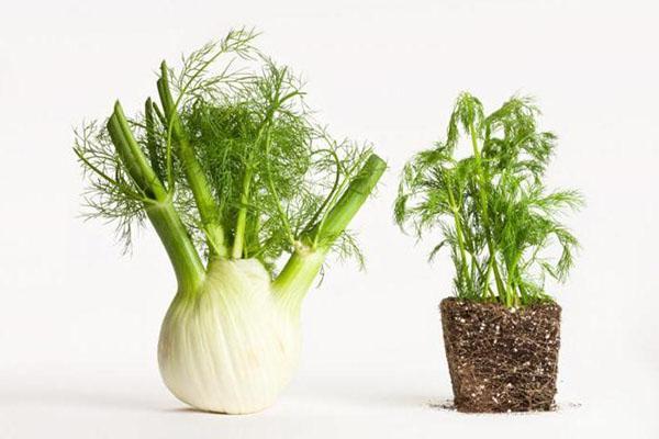 the difference between fennel and dill