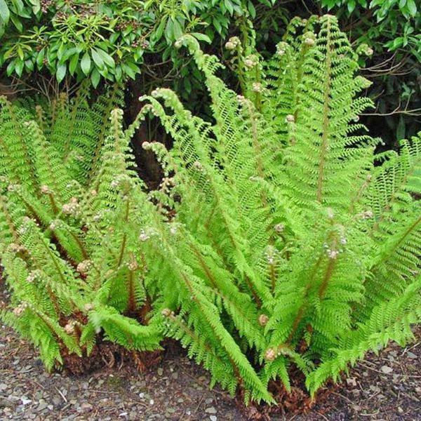 growing conditions for fern