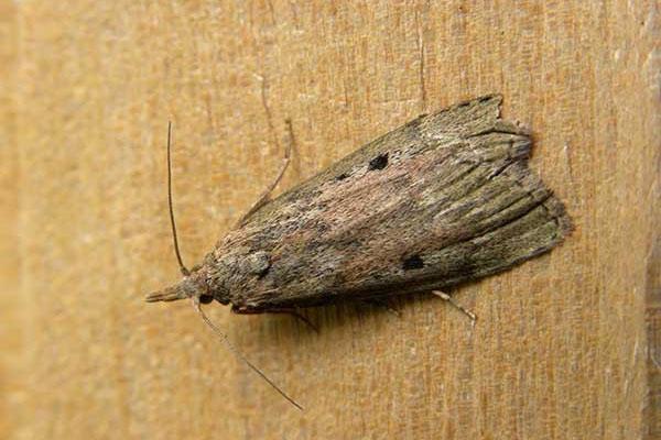 kapaki-pakinabang na mga katangian ng wax moth