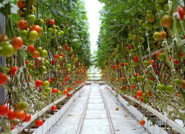 tomaatti hydroponics