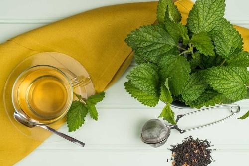 vlastnosti citrónového balzamu v čaji