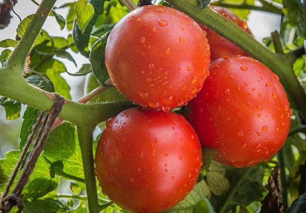 odrůda raných rajčat