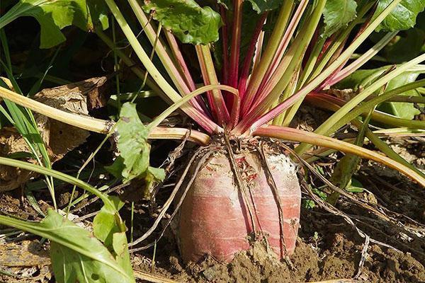 growing and caring for fodder beets
