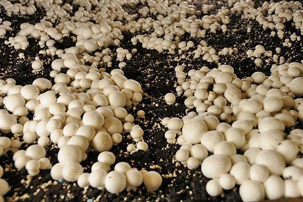 dyrke svampe på forskellige måder