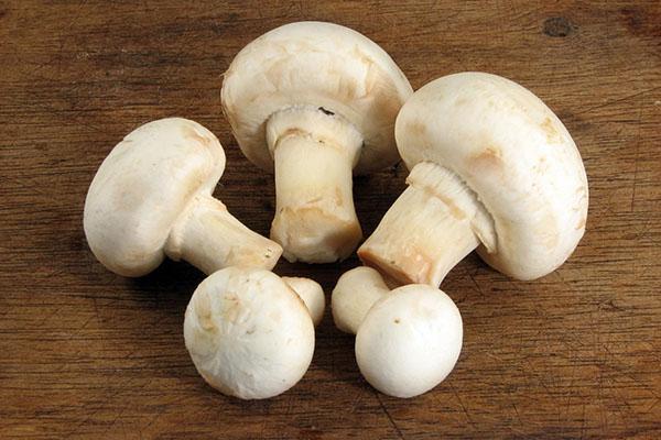 корисне печурке