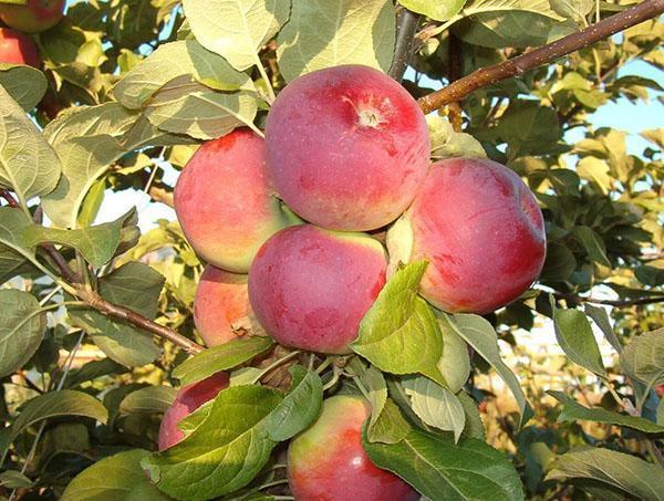 cây táo Orlik