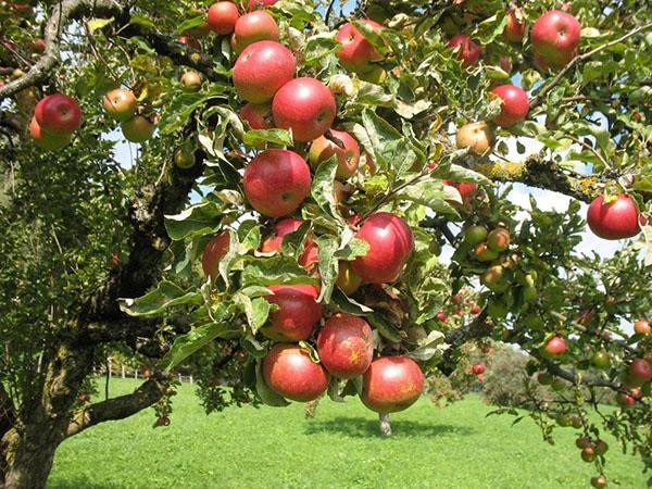 medelstort äppelträd