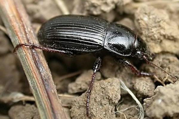 nocturnal insect ground beetle