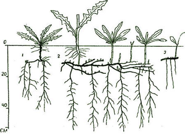 растение със силна коренова система