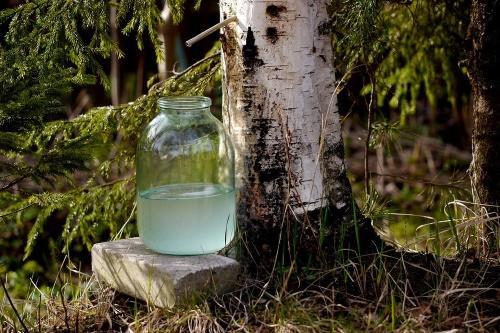 kako dobiti sok od breze