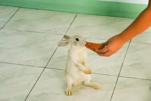 come addestrare i conigli