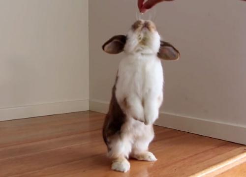 królik robi handstand