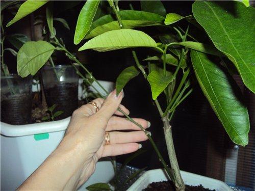 hur man planterar mandarin hemma