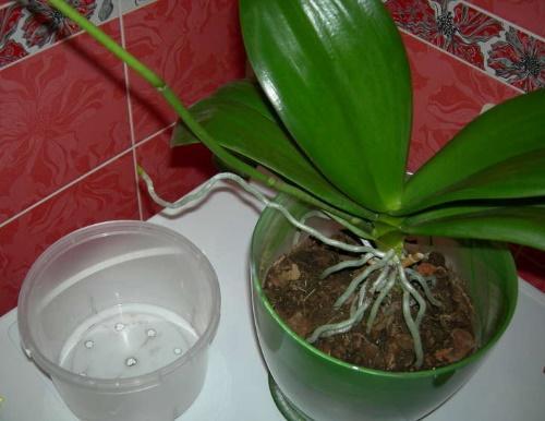kedy presadiť orchideu phalaenopsis
