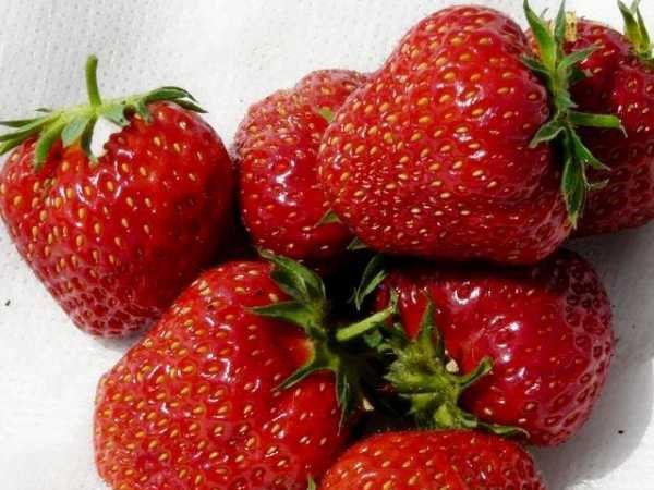 description of strawberry varieties Asia