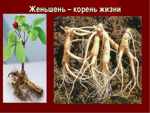 beneficial properties of ginseng