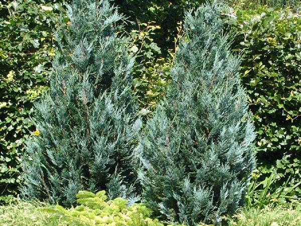 planting and caring for a cypress