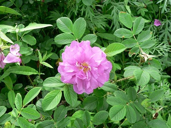 blomstret rose hofter