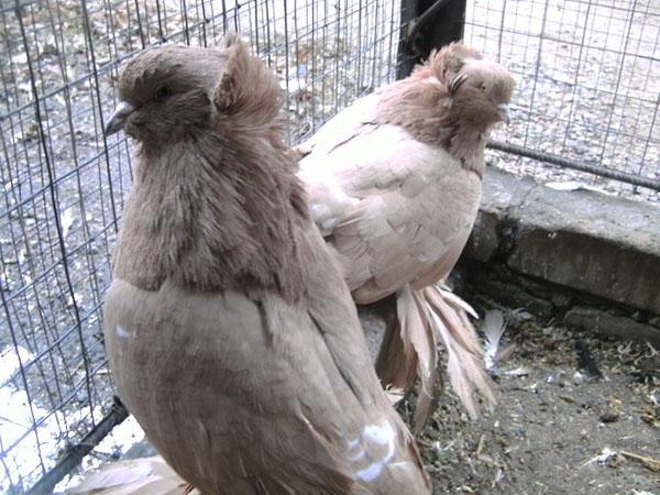 breeding meat pigeons