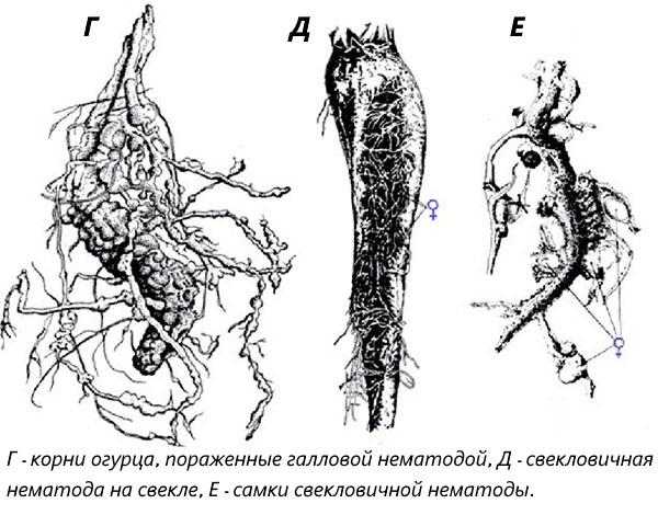 korijenska glista nematoda
