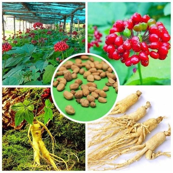growing ginseng from seeds