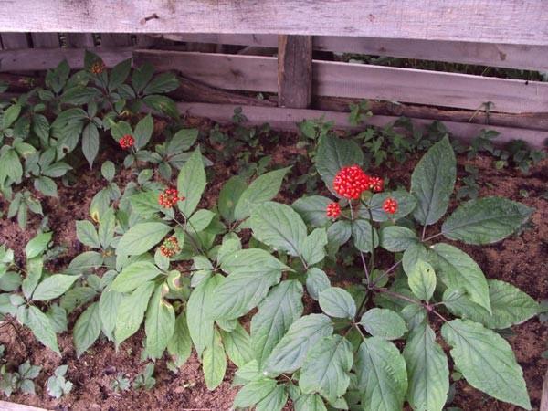 growing ginseng in the garden