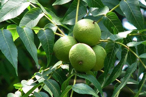 zelené plody čierneho orecha