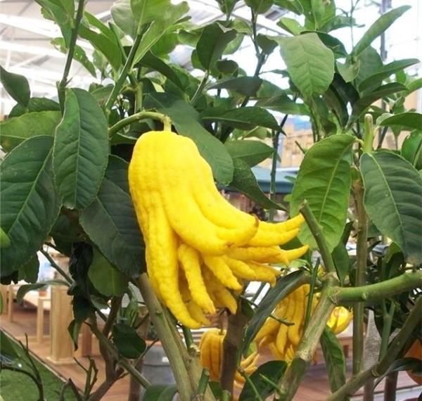 dekoratīvs citrusaugļu citrona pirksts