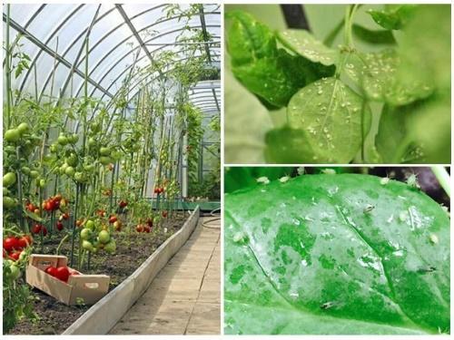 how to get rid of aphids in a greenhouse