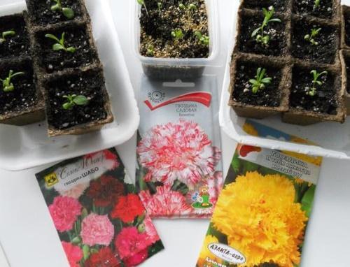 cara menanam anak benih anyelir