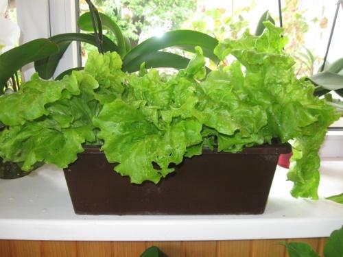 wie man Salat in einer Wohnung anbaut