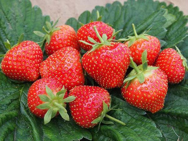 Elsanta strawberry