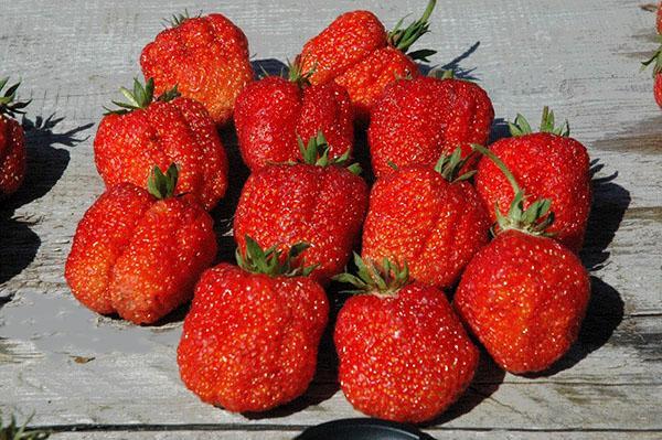 Festivalnaya jordbær