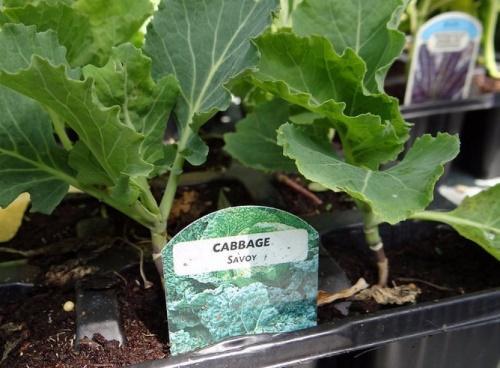 when to plant savoy cabbage for seedlings