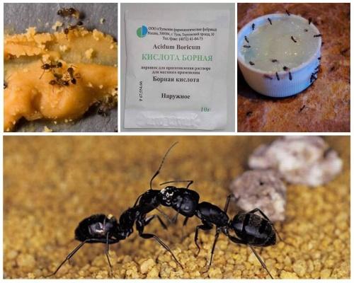 boric acid poison for ants