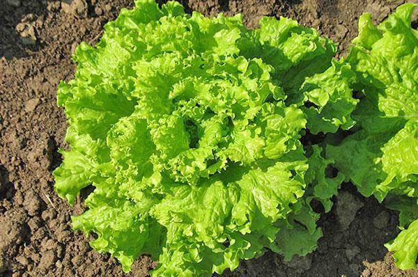die Vor- und Nachteile von Salat