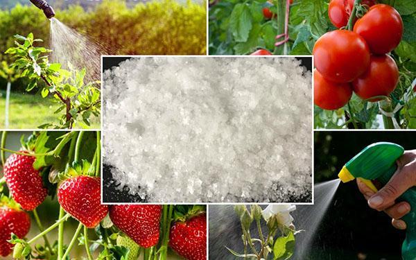 penggunaan asid borik dalam hortikultur dan hortikultur