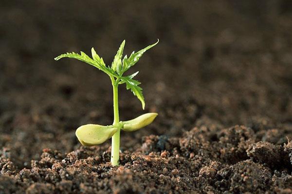 kyselina boritá pro úspěšný růst rostlin