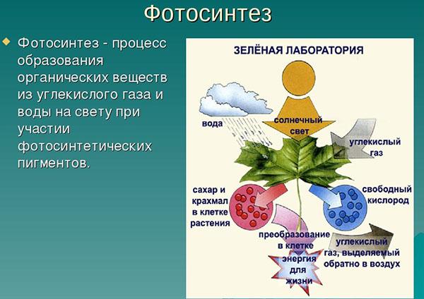 fotosyntese prosess