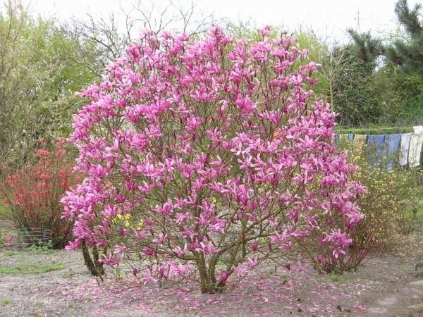 Cura della magnolia