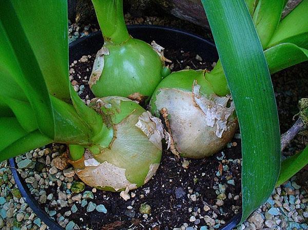 growing Indian onions