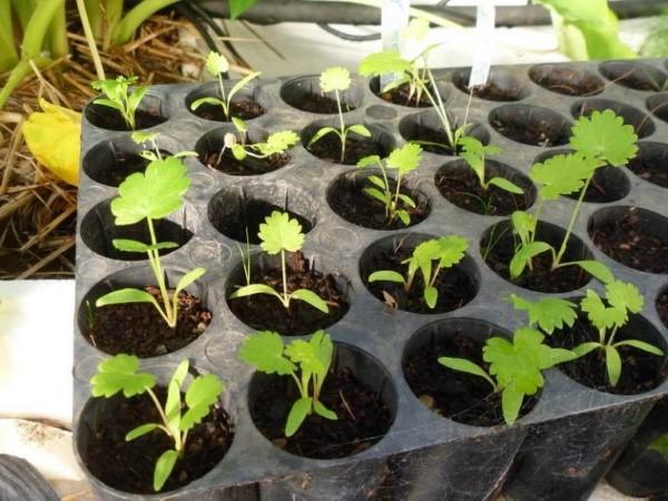 tumbuh parsnips melalui anak benih