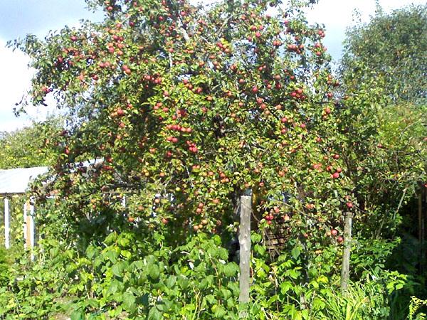 Srebrne kopyto jabłoni w ogrodzie
