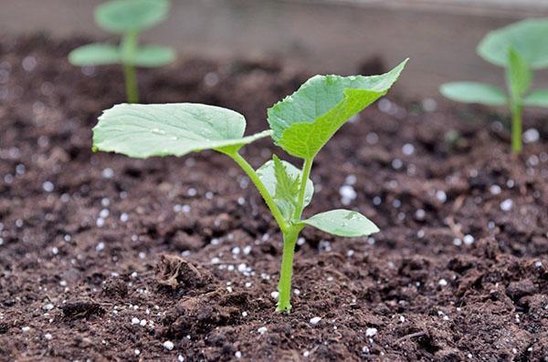 hogyan lehet megtermékenyíteni az uborkát ültetés után
