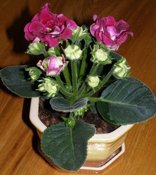 bouquet fiorito di gloxinia