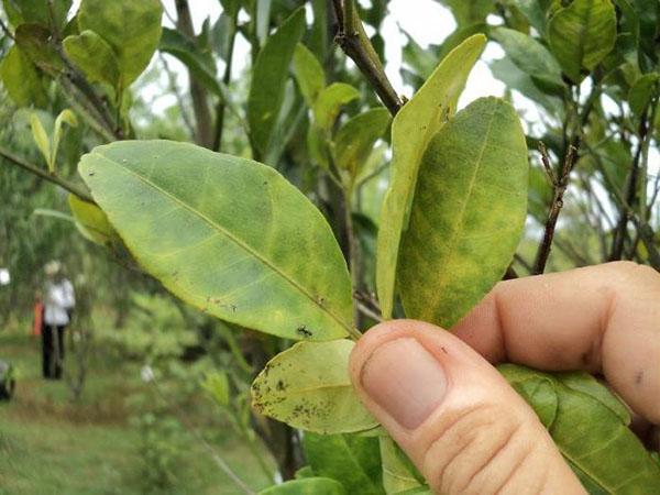 مبيدات حشرية جهازية لأشجار الفاكهة