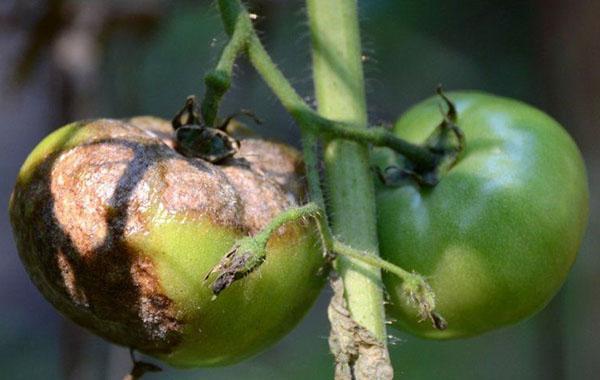 how to get rid of late blight in a greenhouse