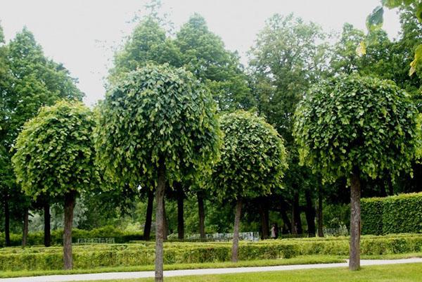 árvore de tília no parque