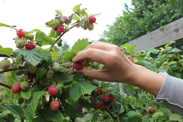plukke hindbær til likør