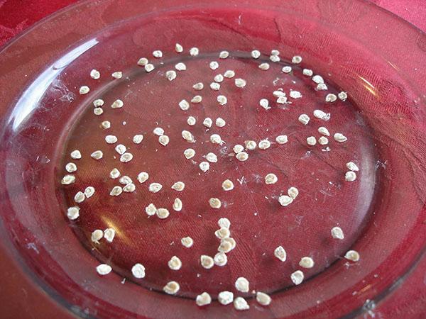 pregătirea semințelor pentru însămânțare
